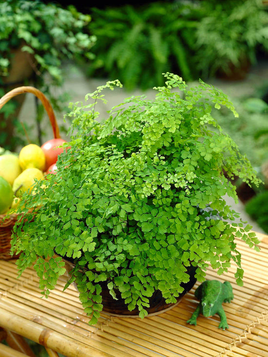 Adiantum Pedatum Green Plant or Northern Maidenhair Fern with Green coloured leaves