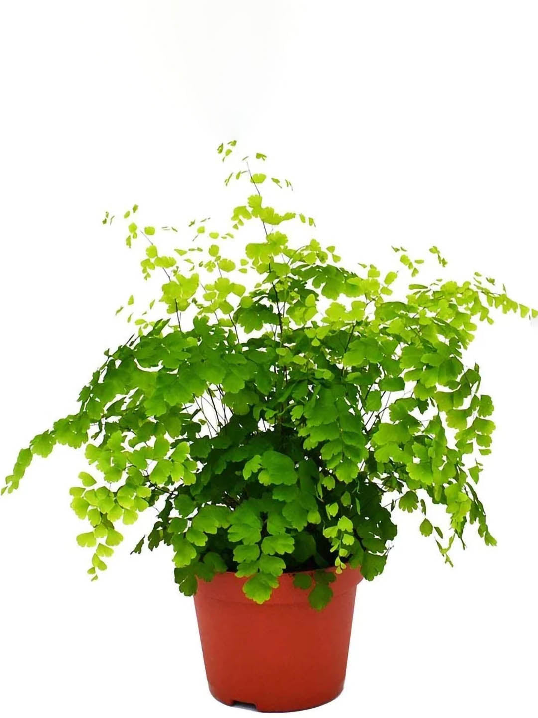 Adiantum Pedatum Green 