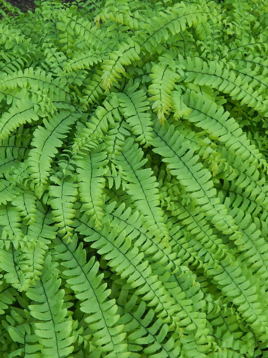 Adiantum Pedatum Green 