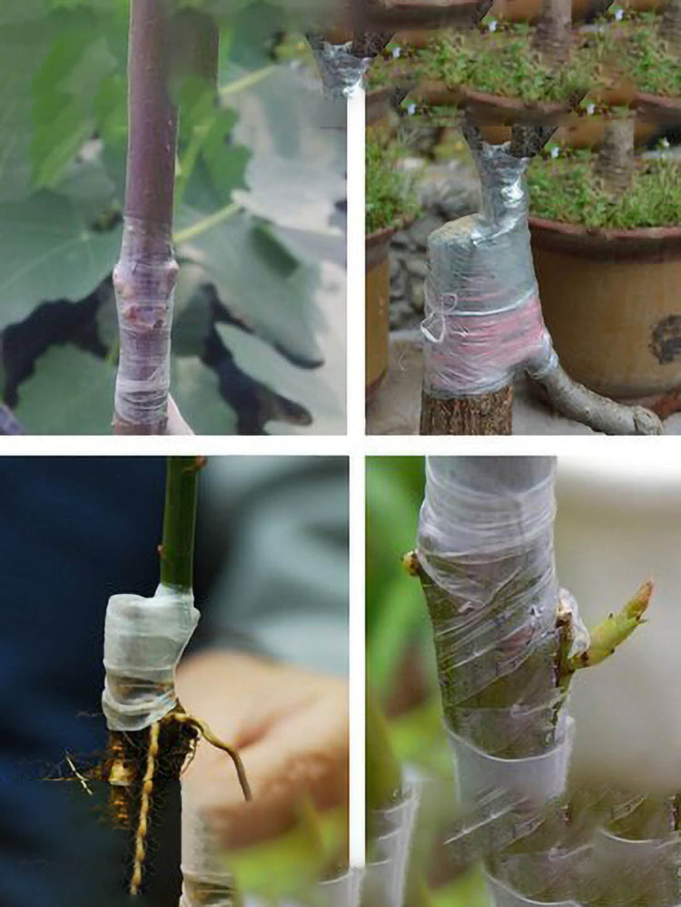 Grafting Paper Roll (1 Inch )