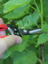 ARS Fruit Pruner