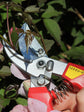 ARS Semi Professional Secateur