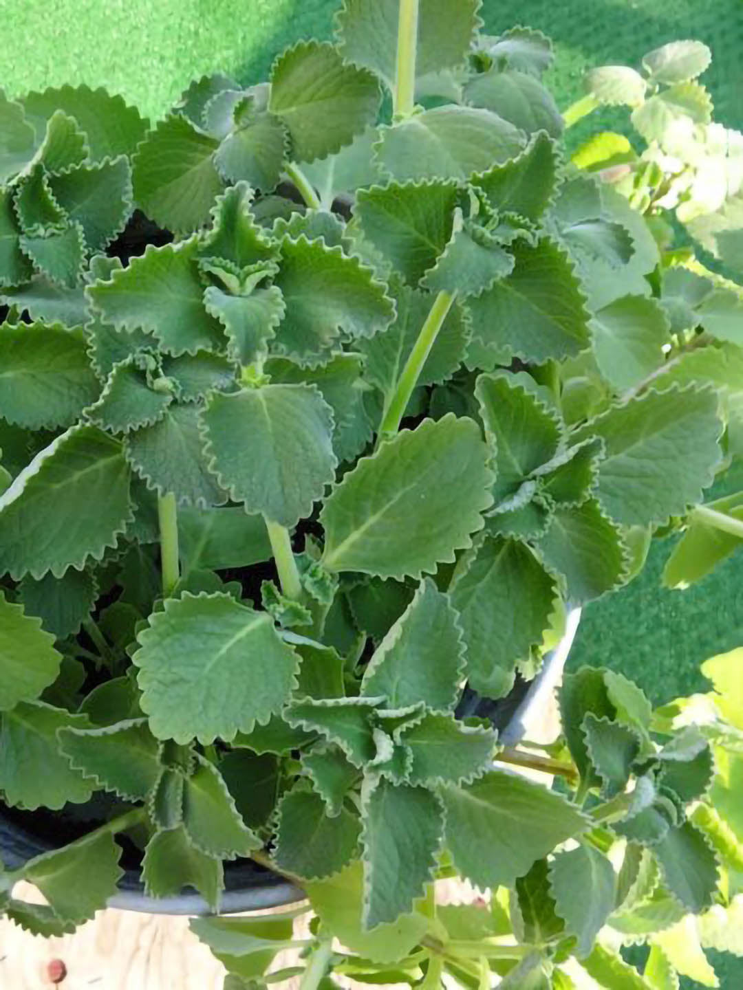 Trachyspermum Ammi Plant or Ajwain Plant, Ajowan with Green coloured leaves