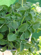Trachyspermum Ammi Plant or Ajwain Plant, Ajowan with Green coloured leaves