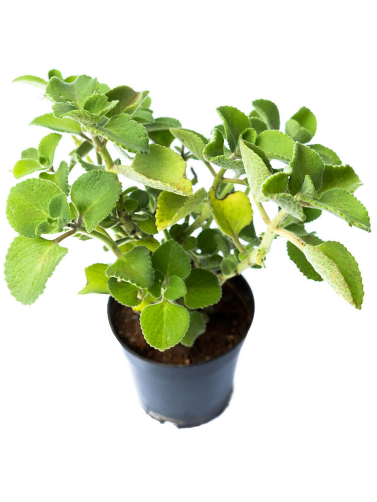 Trachyspermum Ammi