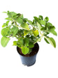 Trachyspermum Ammi