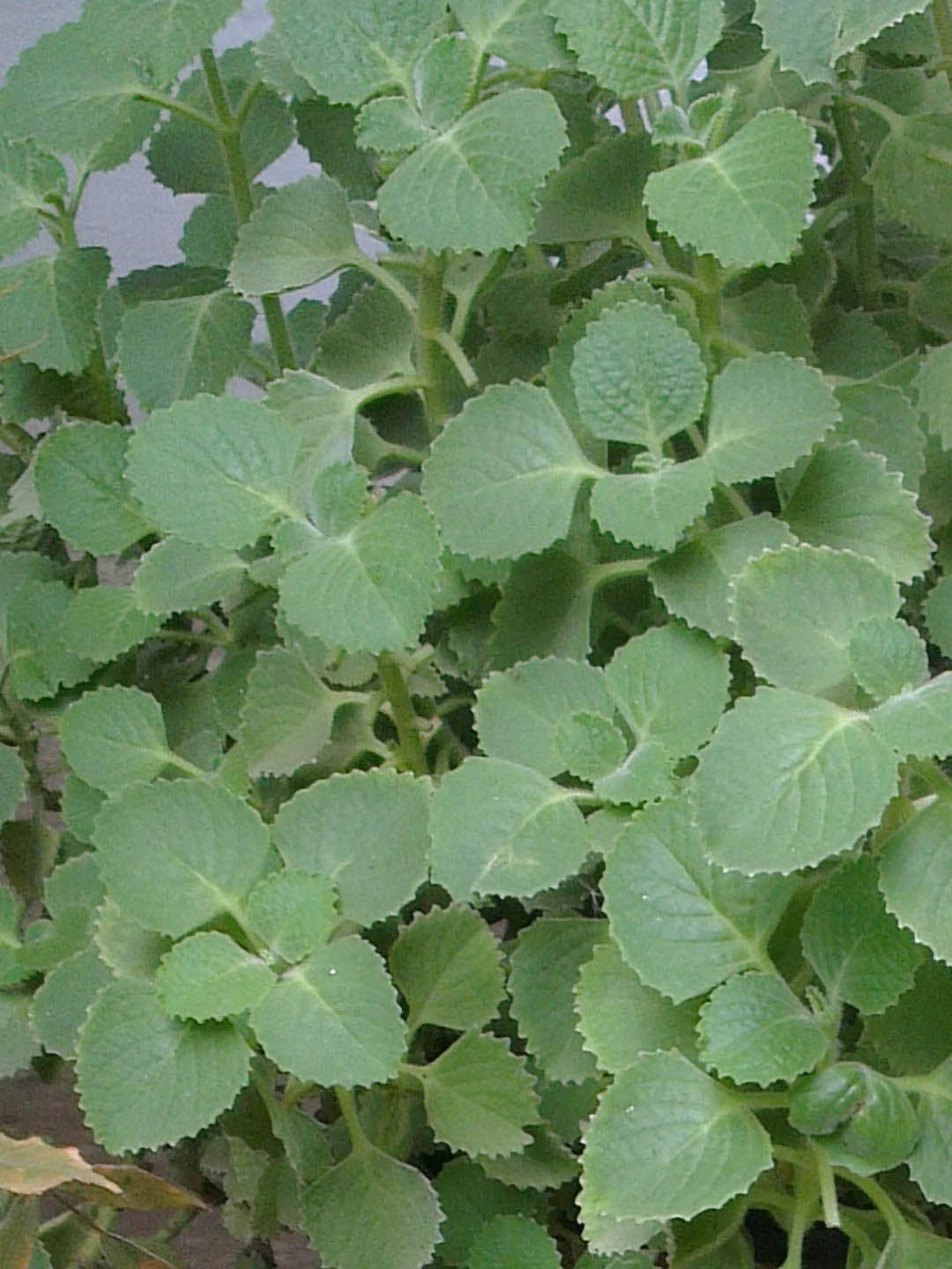Trachyspermum Ammi