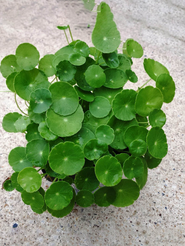Centella Asiatica Plant or Brahmi, Water Pennywort, Indian Pennywort, with Green coloured leaves