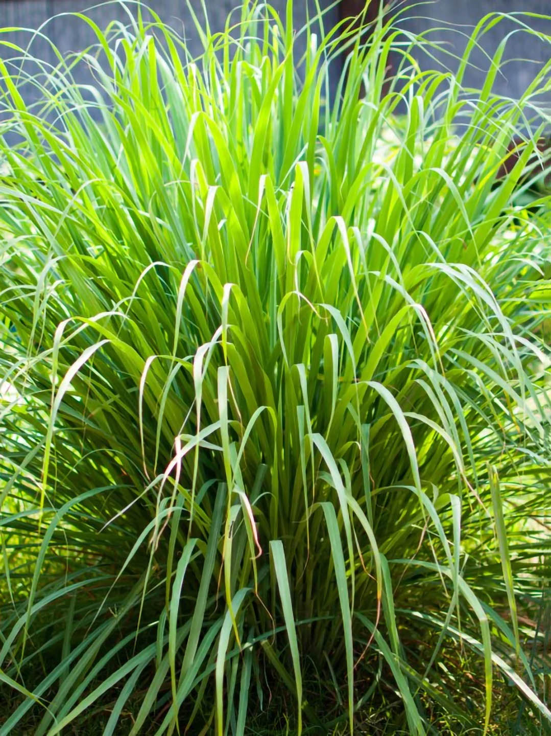 Cymbopogon Citratus Plant or Lemon Grass with Green coloured leaves