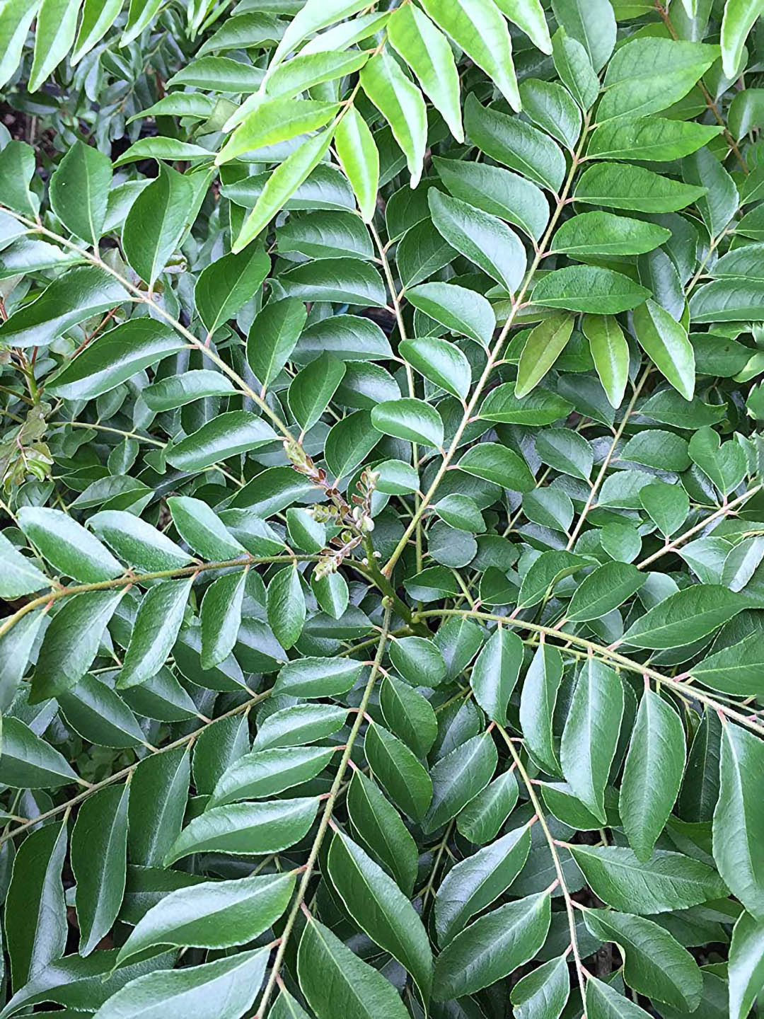 Murraya Koenigii Plant or Curry leaf plant, Kadi patta with Green coloured leaves and White coloured flower 