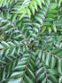 Murraya Koenigii Plant or Curry leaf plant, Kadi patta with Green coloured leaves and White coloured flower 