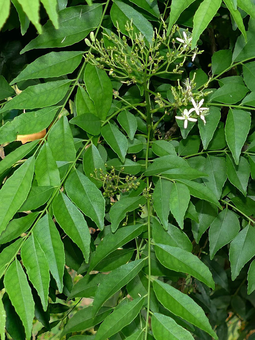 Murraya Koenigii