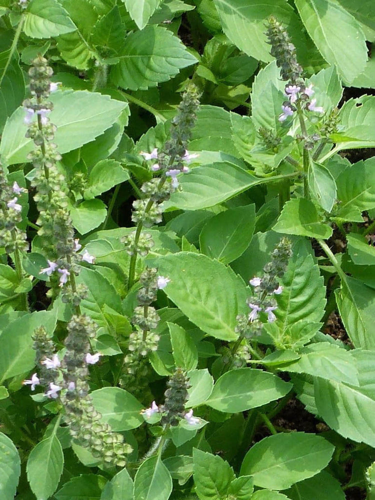 Ocimum Tenuiflorum Plant or Holy Basil with Green coloured leaves and Green coloured flower 