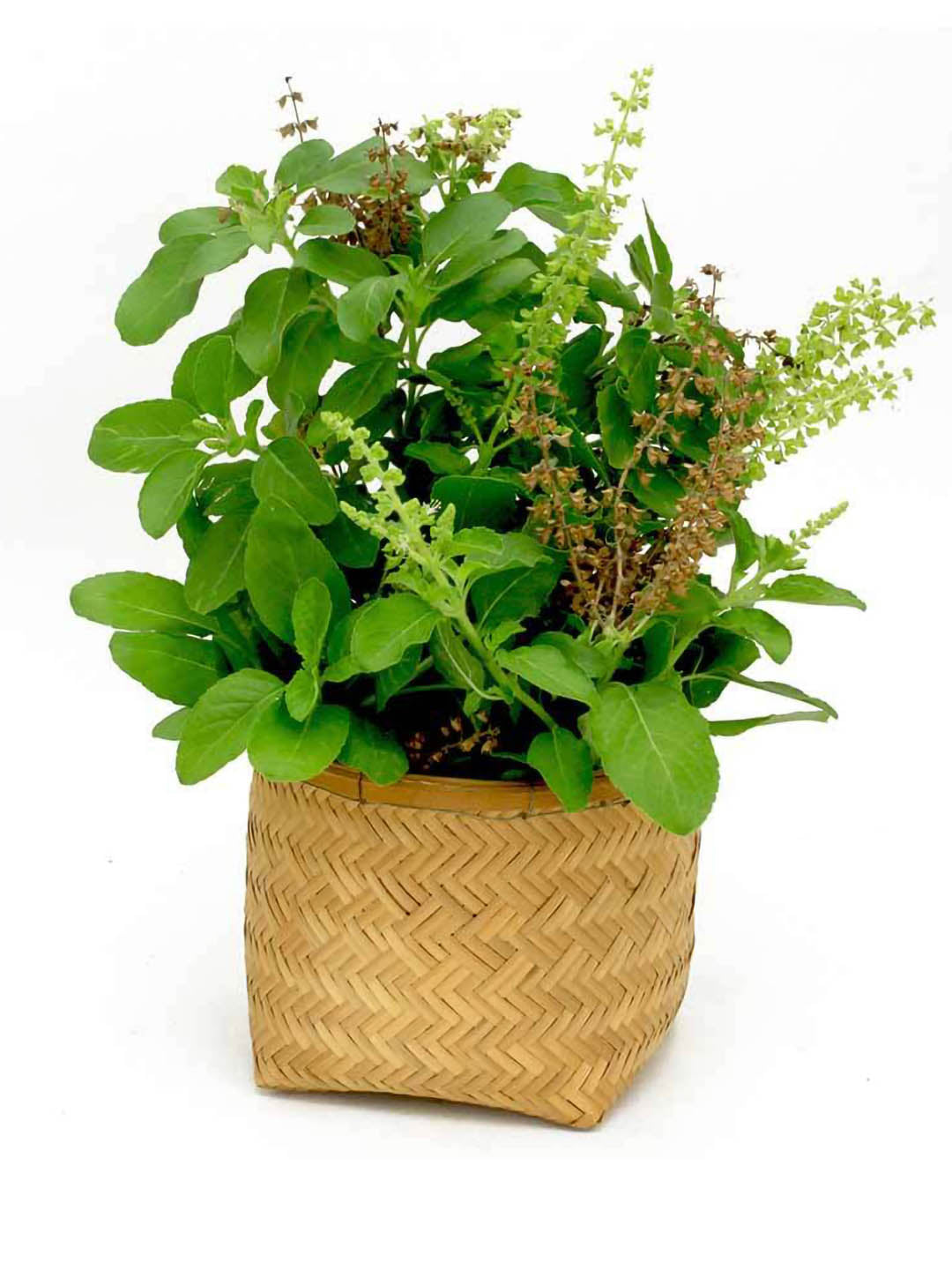 Ocimum Tenuiflorum