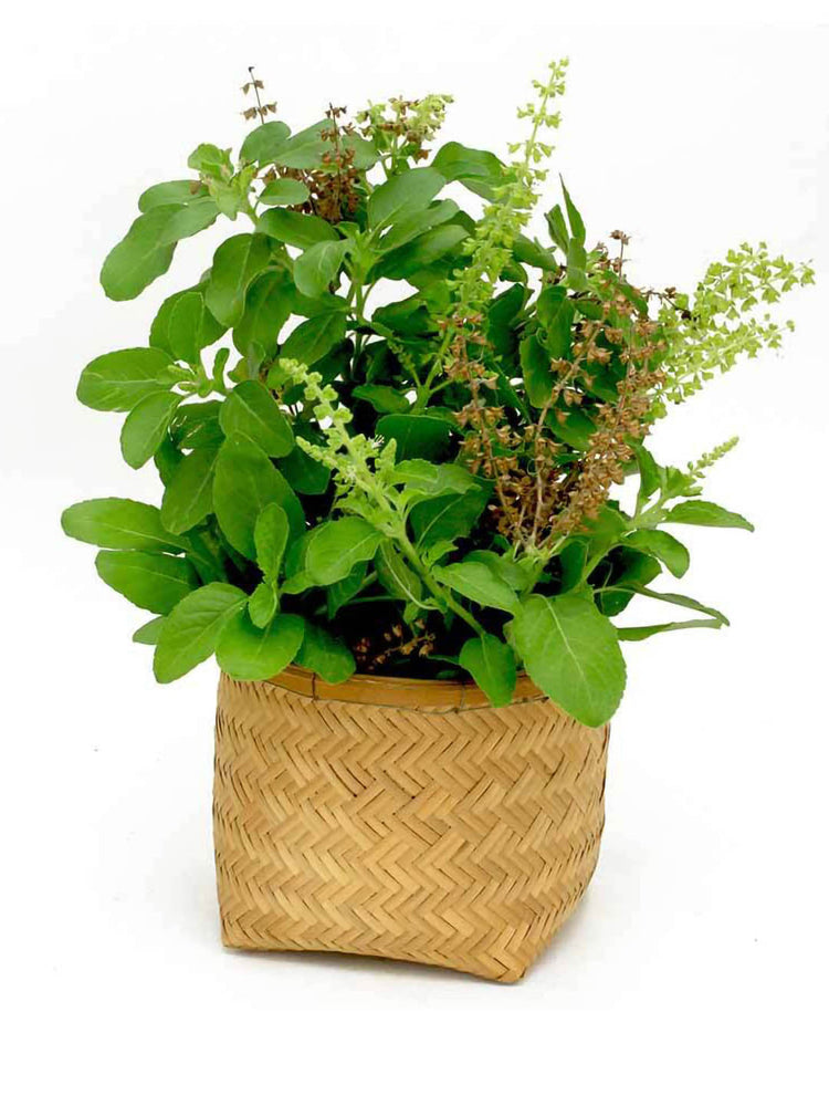 Ocimum Tenuiflorum