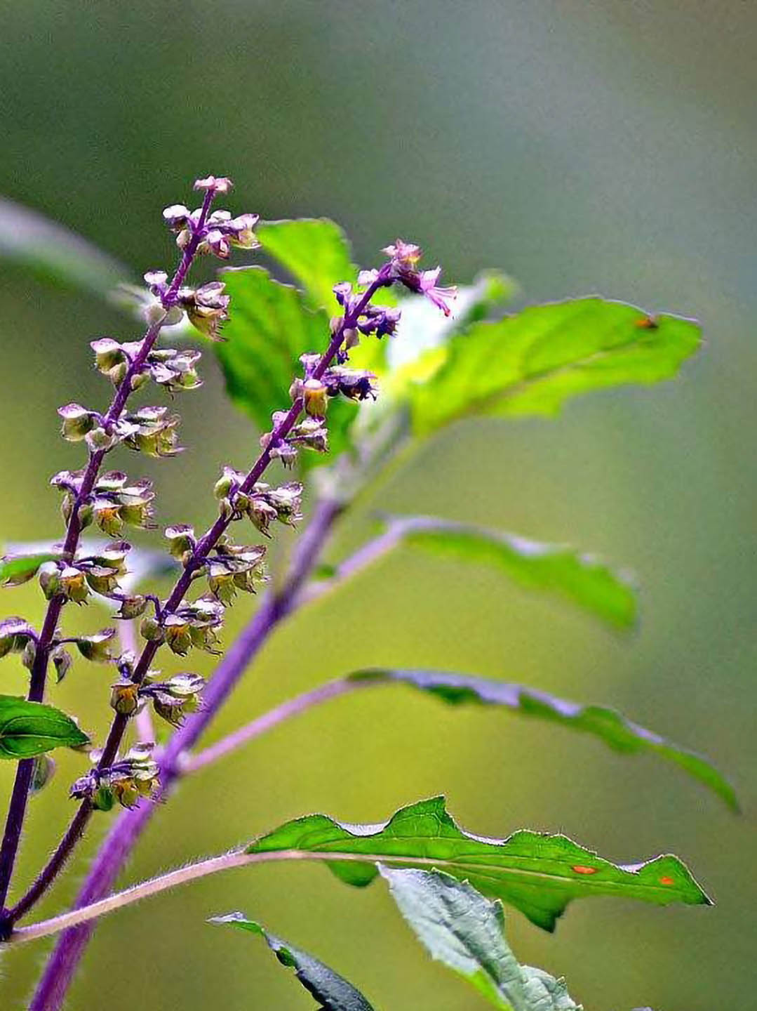 Ocimum Tenuiflorum