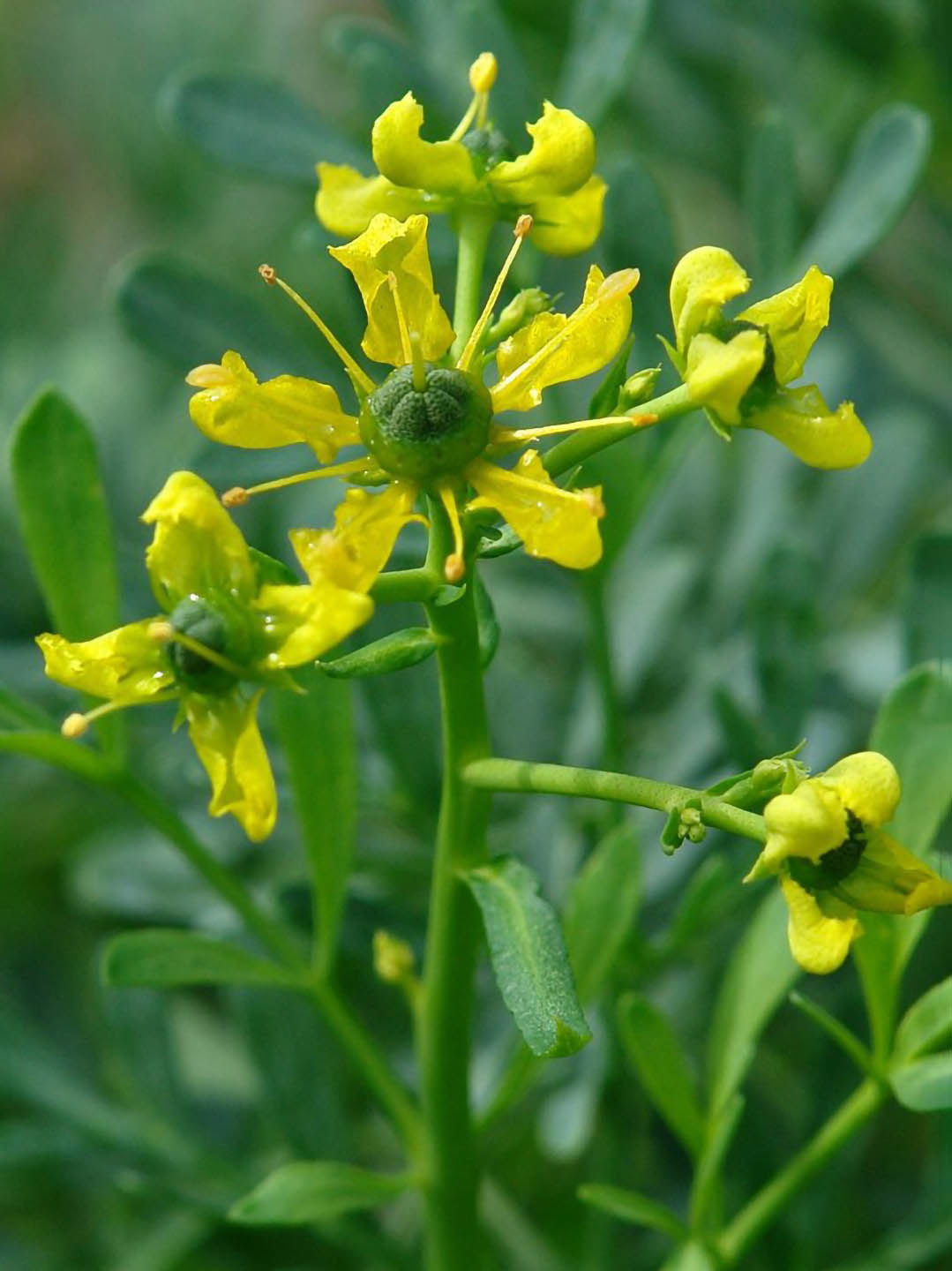 Ruta Graveolens Plant or Common Rue, Herb of grace with Green coloured leaves and Yellow coloured flower 