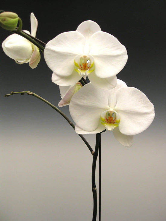 Phalaenopsis Amabilis White Plant or White Moth orchid with Green coloured leaves and White with Yellow core coloured flower 