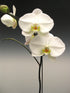 Phalaenopsis Amabilis White Plant or White Moth orchid with Green coloured leaves and White with Yellow core coloured flower 