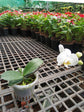 Phalaenopsis Amabilis White 
