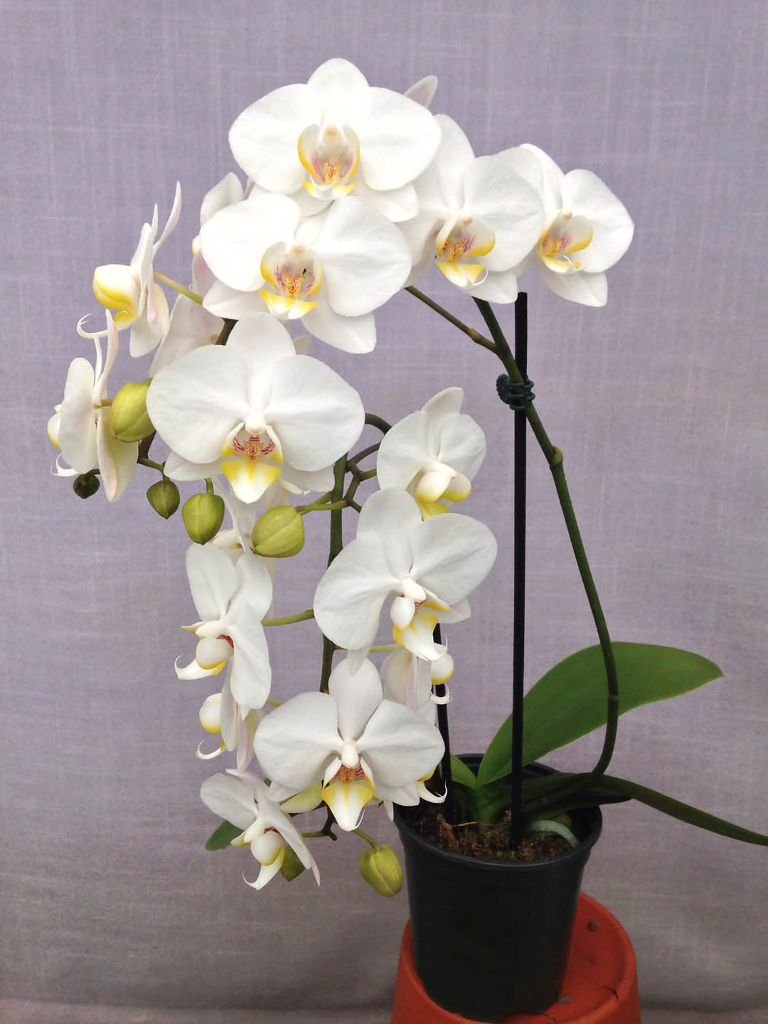 Phalaenopsis Amabilis White 