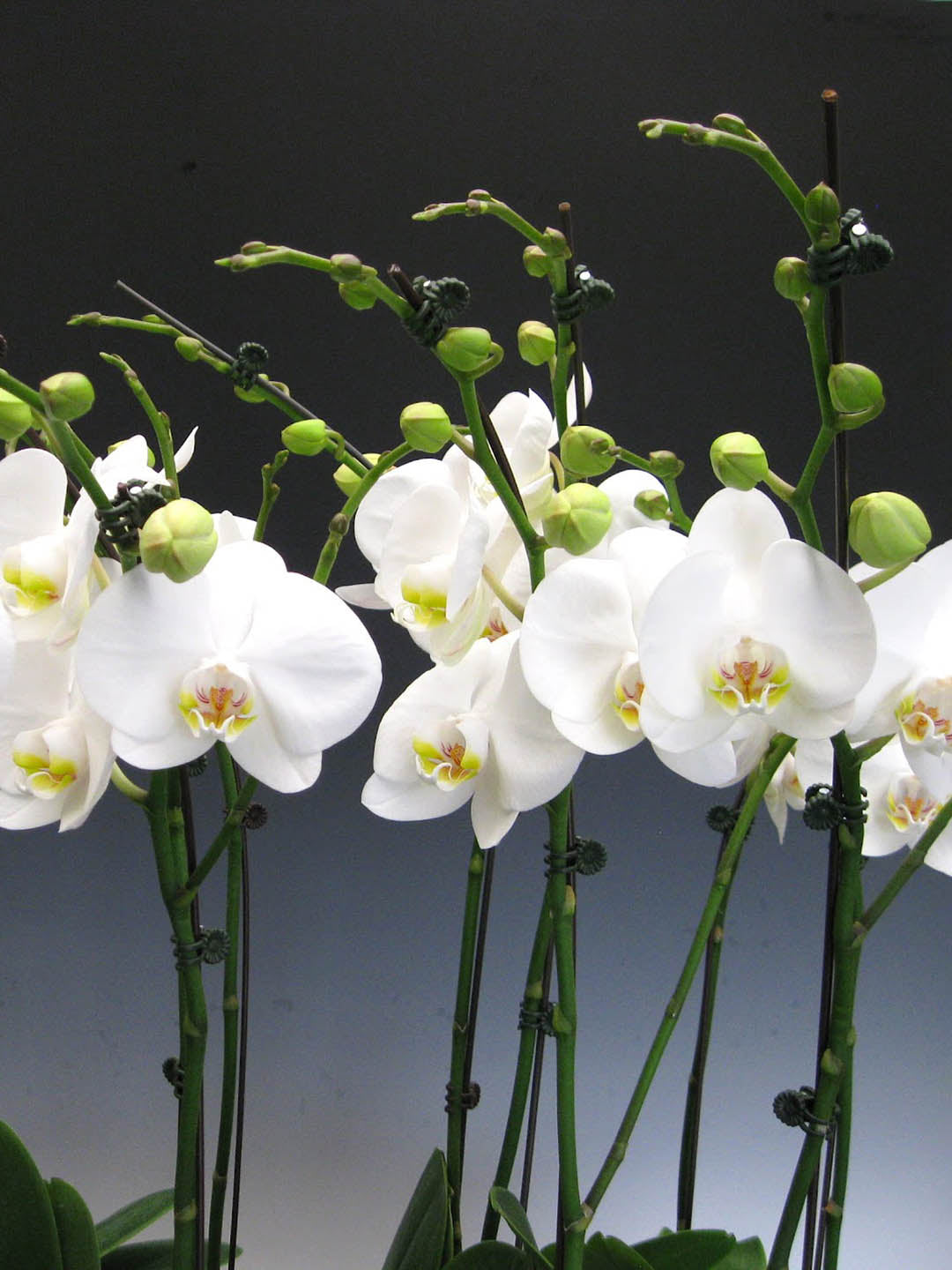 Phalaenopsis Amabilis White 