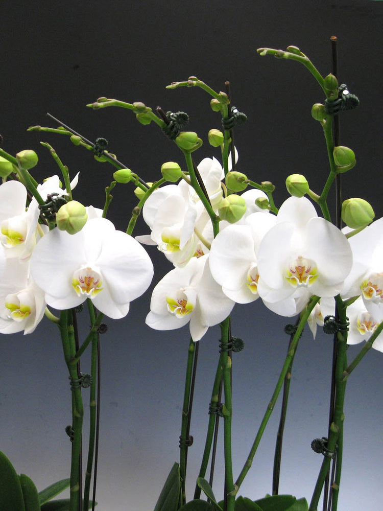 Phalaenopsis Amabilis White 
