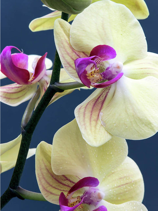 Phalaenopsis Amabilis Bright Yellow Plant or Yellow Moth Orchid with Green coloured leaves and Yellow with Purple core coloured flower 