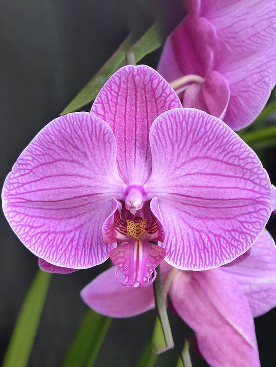Phalaenopsis Lipperose Plant or Purple Moon Orchid with Green coloured leaves and Purple, white coloured flower 