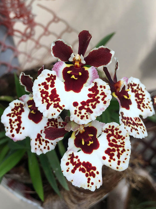 Tolumnia Flyer Brown Spotty Plant or Oncidium with Green coloured leaves and White with Maroon Spots and Maroon Core coloured flower 