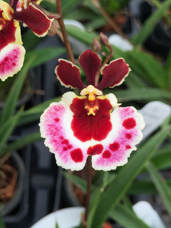 Tolumnia Genting Pink Lady Plant or Oncidium with Green coloured leaves and White and Pink Splash with Maroon and Yellow Core coloured flower 