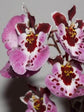 Tolumnia Genting Pink Lady 