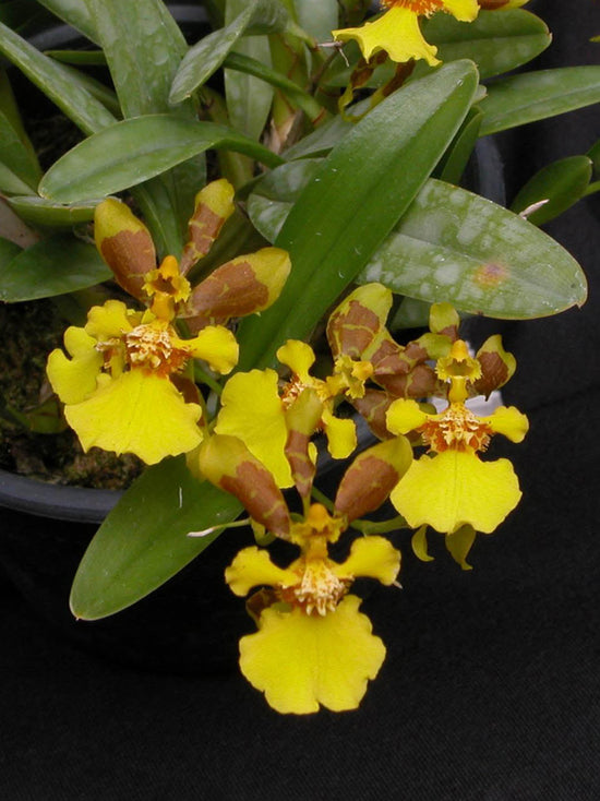 Oncidium Dancing Lady Plant or Yellow Oncidium with Green coloured leaves and Yellow and Brown coloured flower 