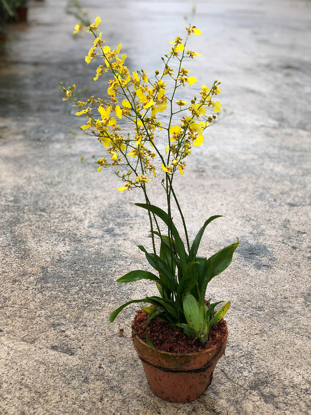 dancing lady succulent Oncidium Dancing Lady – Potclay