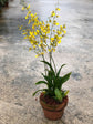 Oncidium Dancing Lady