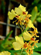 Oncidium Dancing Lady
