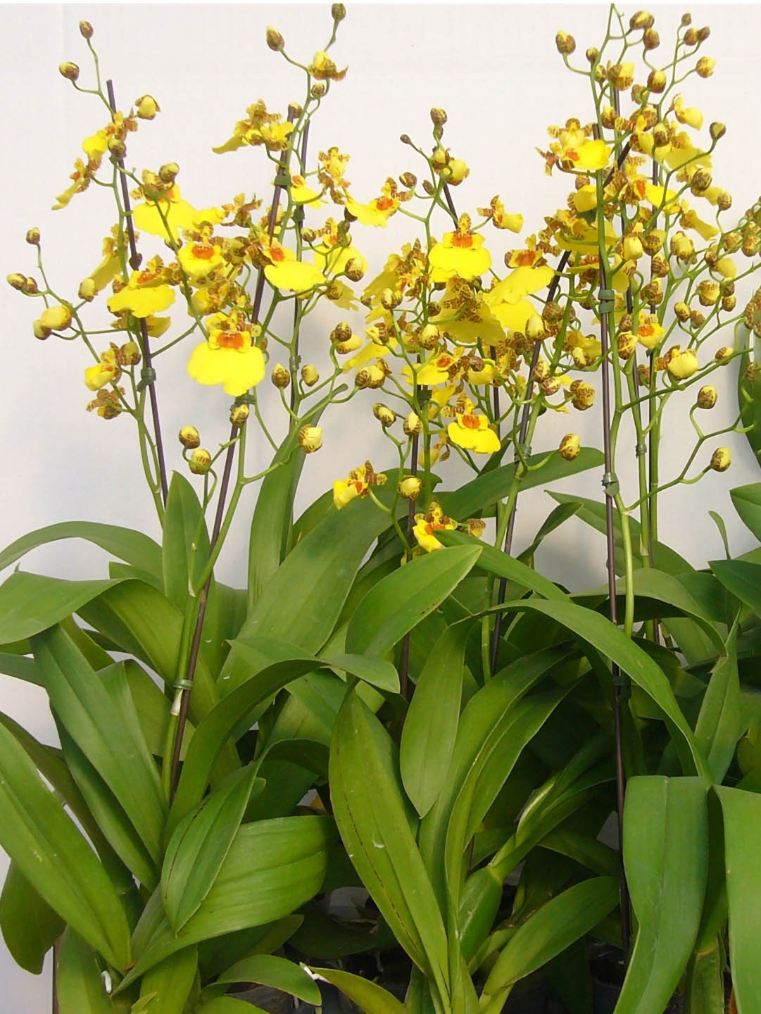 Oncidium Dancing Lady