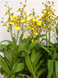 Oncidium Dancing Lady