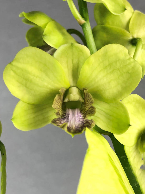 Dendrobium Jade siam Plant or Dendrobium with Green coloured leaves and Yellowish Green with Purple Core coloured flower 