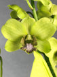 Dendrobium Jade siam Plant or Dendrobium with Green coloured leaves and Yellowish Green with Purple Core coloured flower 