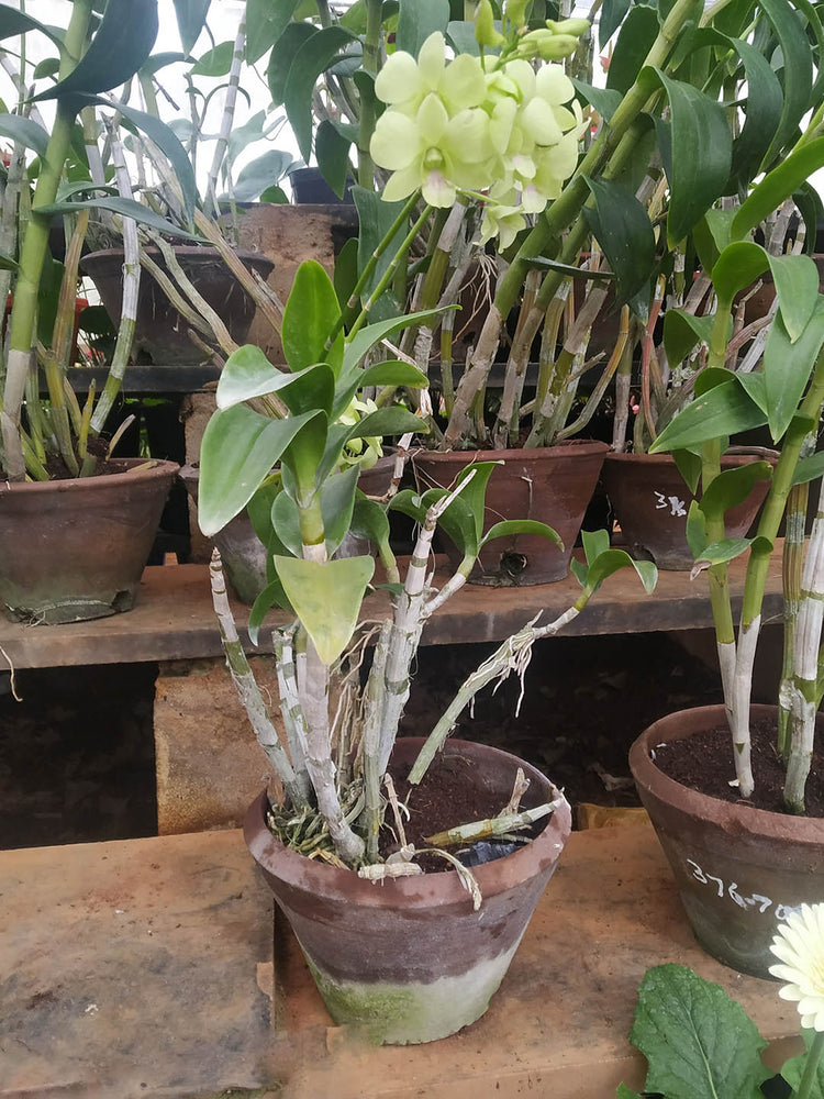 Dendrobium Jade siam 