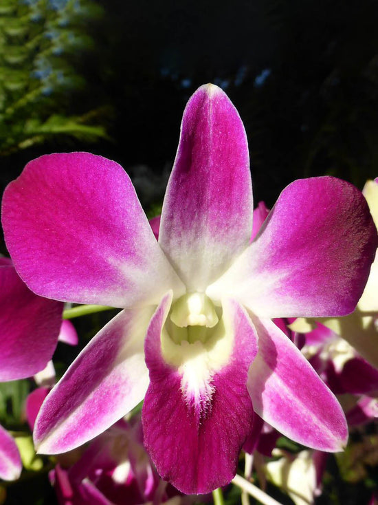 Dendrobium Sonia Pink Plant or Dendrobium with Green coloured leaves and Dark Pink with Yellowish White Core coloured flower 