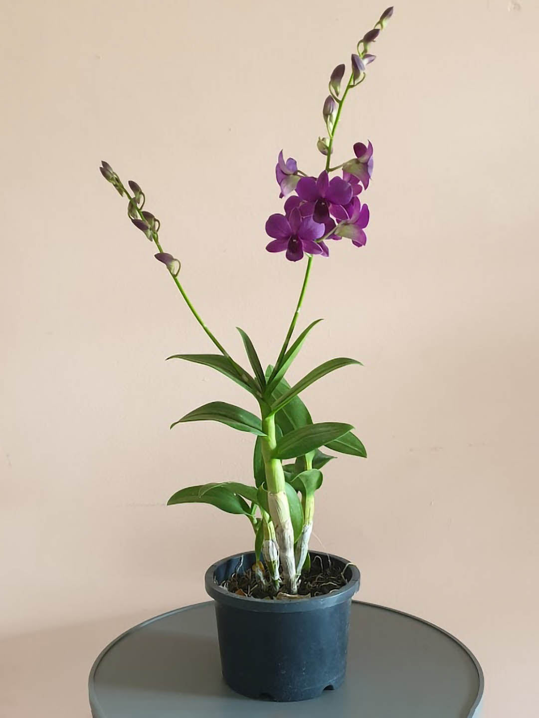 Dendrobium Sonia Pink 