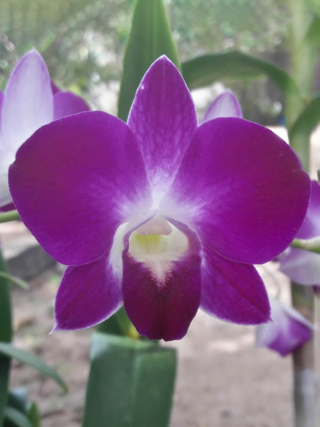 Dendrobium Sonia Pink 