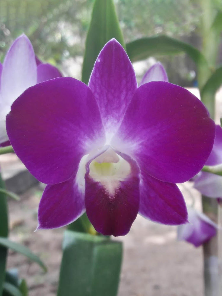 Dendrobium Sonia Pink 