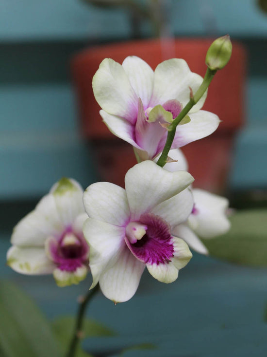 Dendrobium Bigibbum Hybrid Plant or Dendrobium Hidden Money with Green coloured leaves and White with Purple Core coloured flower 