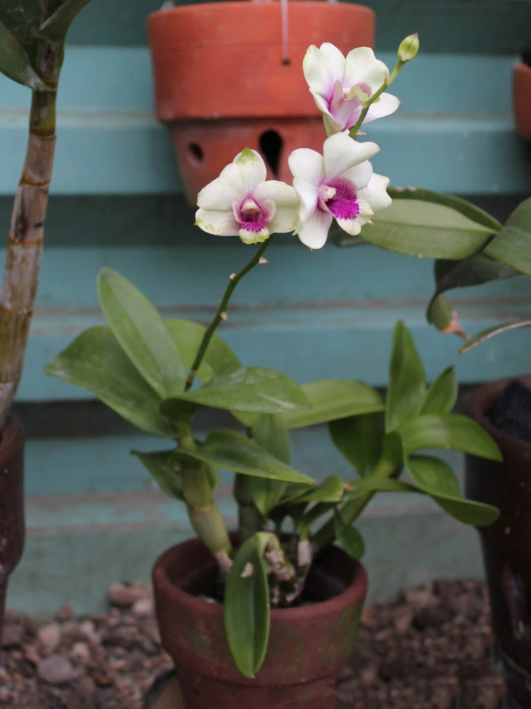 Dendrobium Bigibbum Hybrid 