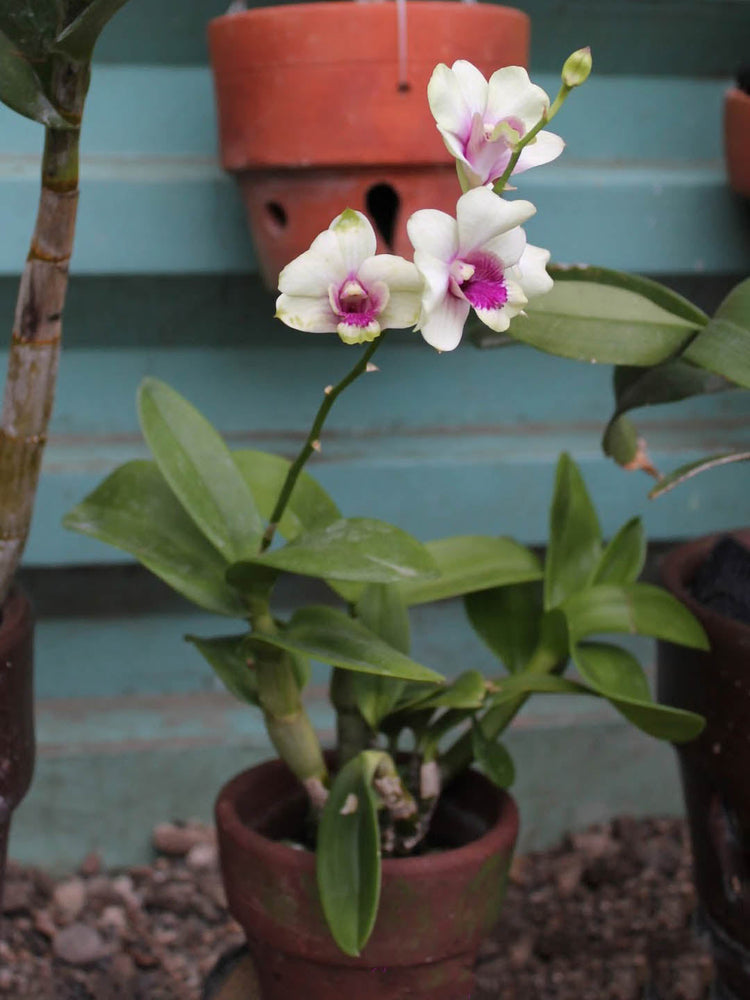 Dendrobium Bigibbum Hybrid 