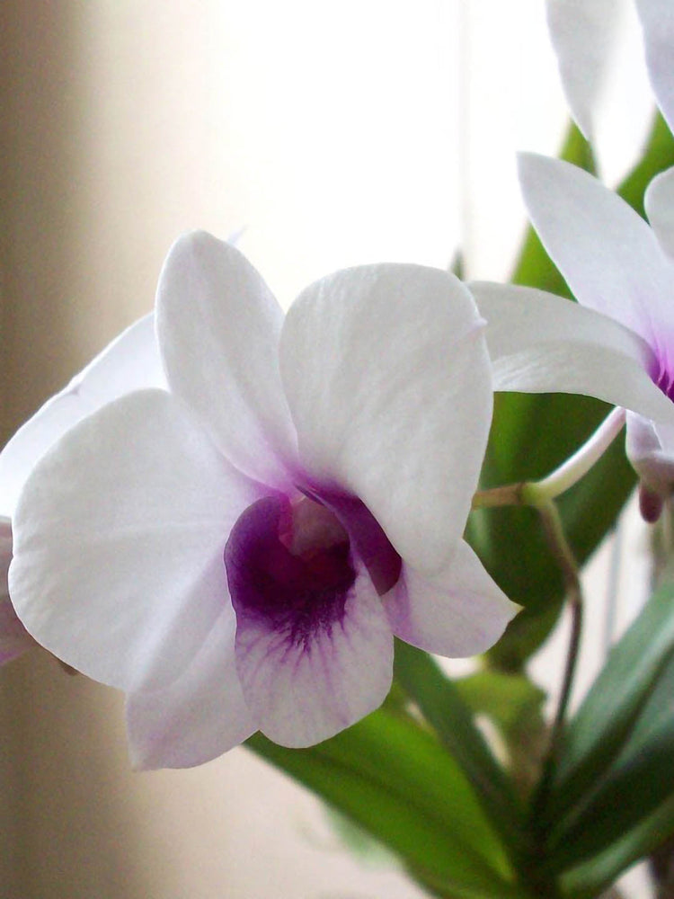 Dendrobium Bigibbum Hybrid 