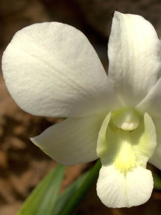 Dendrobium  Fuji White Plant or White Dendrobium with Green coloured leaves and White with Cream Core coloured flower 